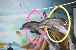 Chinese circus act at the Dubai Dolphinarium this DSF 2010